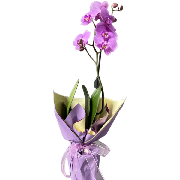  Burdur Çiçek Gönder Tek Dal Mor Orkide