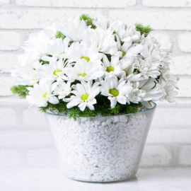 Burdur Çiçekçi Beyaz Papatya Aranjmanı - Paşabahçe Vazoda