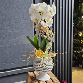 Burdur Çiçekçi Seramik Vazoda Çift Dallı Beyaz Orkide