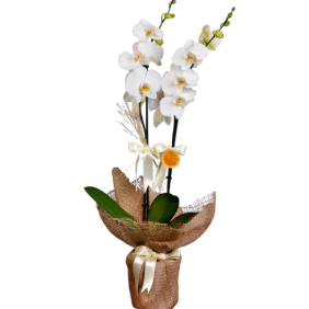 Burdur Çiçekçiler Çift Dallı Beyaz Orkide (İthal)