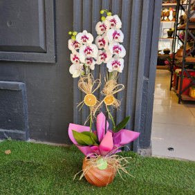  Burdur Çiçek Gönder Vazoda Çift Dallı Renkli Orkide